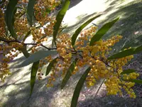 Zig-zag Wattle (Acacia macradenia) plant