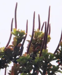 Peperomia hartwegiana