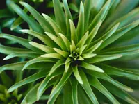 Yucca gloriosa leaves