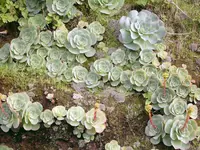 Aeonium diplocyclum