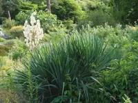 Spanish dagger (Yucca gloriosa) plant