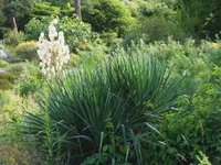 Spanish dagger (Yucca gloriosa) plant
