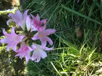 Naked Lady plants (Amaryllis belladonna) plant