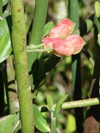 Euphorbia bracteata