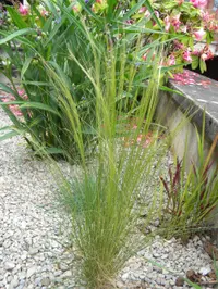 Mexican Feather Grass