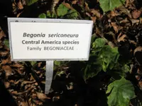 Begonia sericoneura