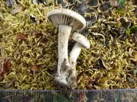 Atractosporocybe inornata