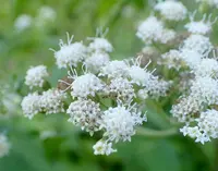 Havana snakeroot