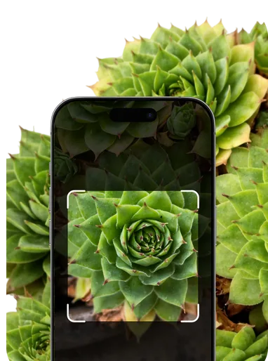 Cactus Identification – Hero Mobile