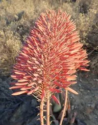 Christmas Aloe