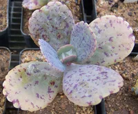 Penwiper (Kalanchoe marmorata) plant