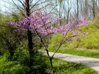 eastern redbud