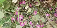Alcea acaulis