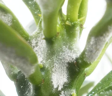 Powdery Mildew