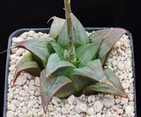 Haworthia retusa