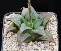 Haworthia retusa