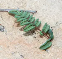 spiny cliffbrake (Hemionitis truncata) plant