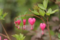 bleeding heart (Lamprocapnos spectabilis) plant