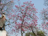 pink trumpet-tree