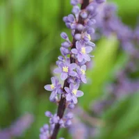 Monkey grass