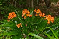 Bush Lily