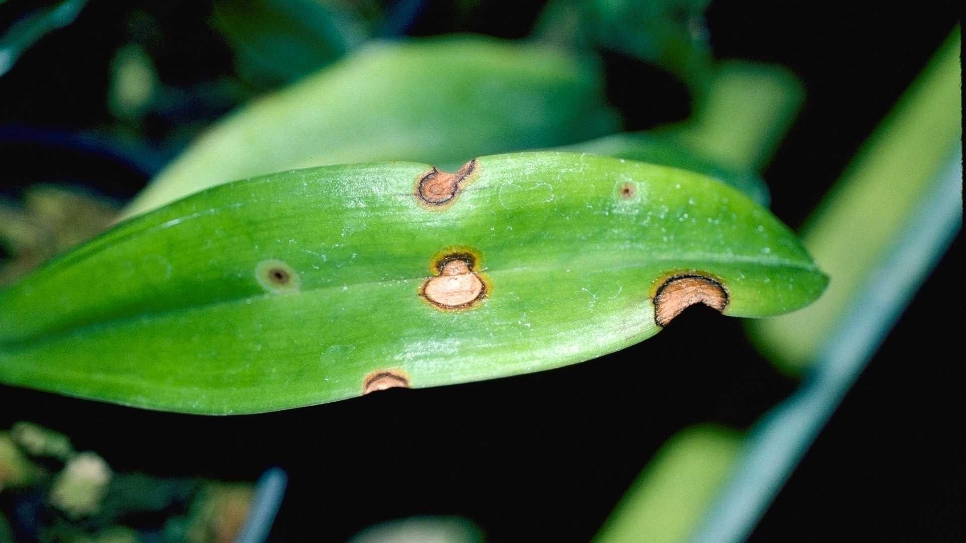 Brown spots