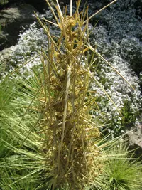 Aciphylla subflabellata (Aciphylla subflabellata) plant