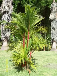 red sealing wax palm