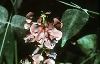 American groundnut
