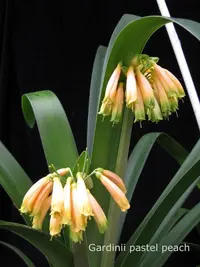 Forest Bushlily