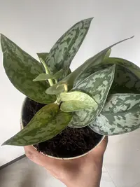 Satin Pothos photo by a Botan App user