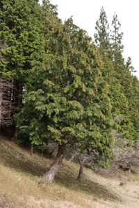 Hinoki Cypress