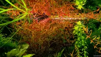 Ludwigia arcuata