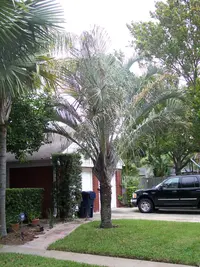 Triangle palm