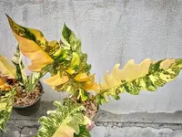 Philodendron