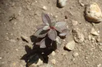 Crassula volkensii