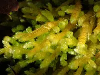 bryoandersonia moss