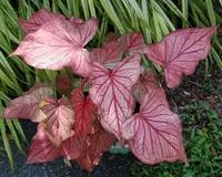 Lance-leaf Caladium