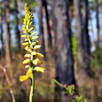 yellow colicroot (Aletris lutea) plant