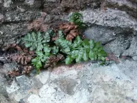Asplenium balearicum