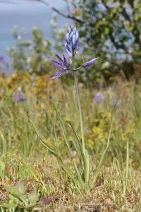 small camas