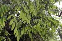 Cocobolo