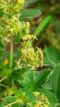 Alchemilla pallens