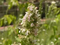 catnip