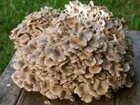 umbrella polypore