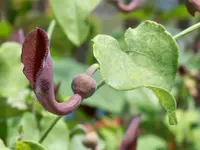 Andalusian Pipevine