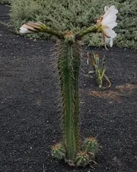 Bolivian Torch Cactus (Echinopsis lageniformis) plant