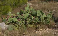 erect pricklypear (Opuntia stricta) plant
