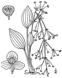 American water plantain (Alisma subcordatum) plant