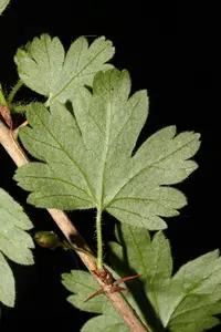 spreading gooseberry